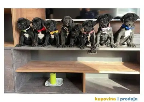 Cane Corso štenci - 9/14