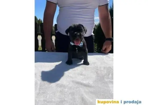 Cane Corso štenci - 10/14