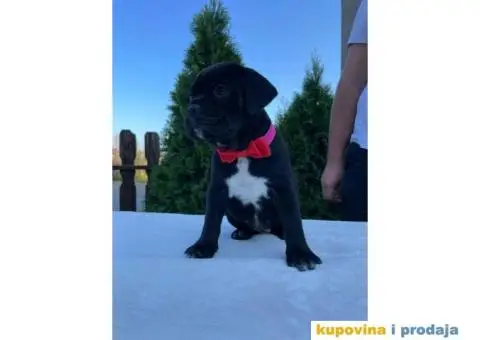 Cane Corso štenci - 11/14