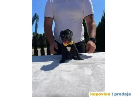 Cane Corso štenci - 12/14