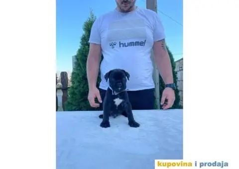 Cane Corso štenci - 13/14