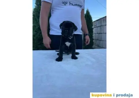 Cane Corso štenci - 14/14