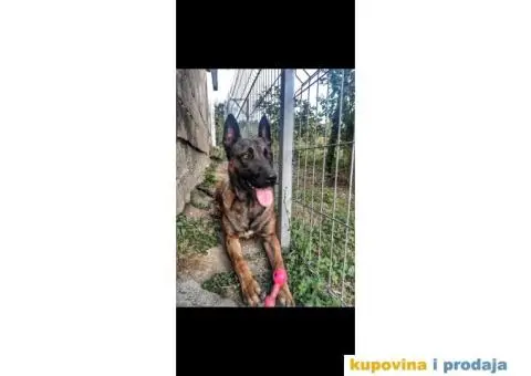 Belgijski ovčar za parenje - 1/3