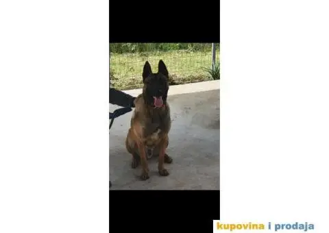 Belgijski ovčar za parenje - 2/3