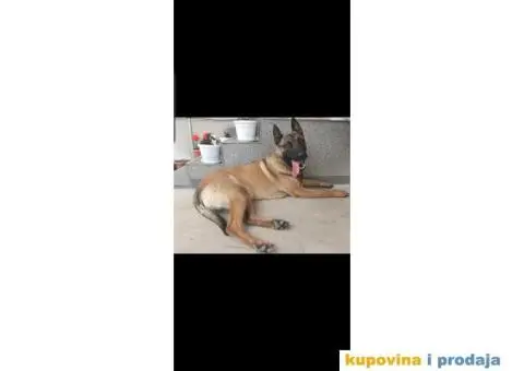 Belgijski ovčar za parenje - 3/3