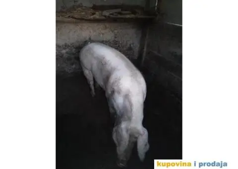 Na prodaju prasici i svinja