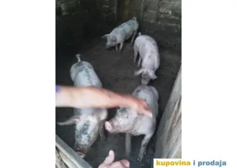 Na prodaju prasici i svinja - 2/2