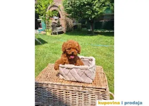 Crvena Toy pudla spremna za preuzimanje, - 1/5