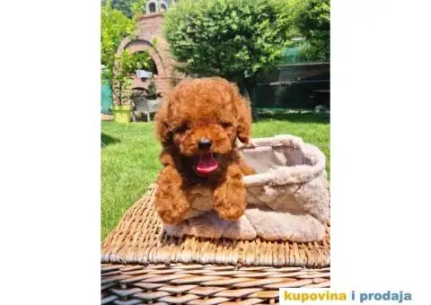 Crvena Toy pudla spremna za preuzimanje, - 2/5