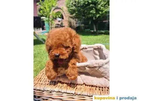 Crvena Toy pudla spremna za preuzimanje, - 3/5