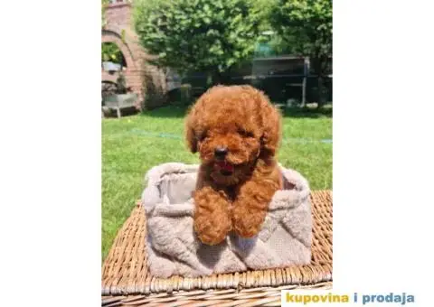 Crvena Toy pudla spremna za preuzimanje, - 4/5