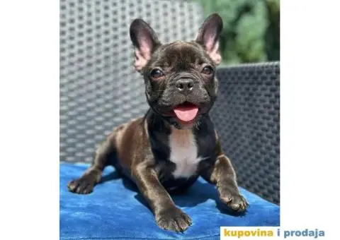 U ponudi FRANCUSKI BULDOG star 2,5 m - 1/6