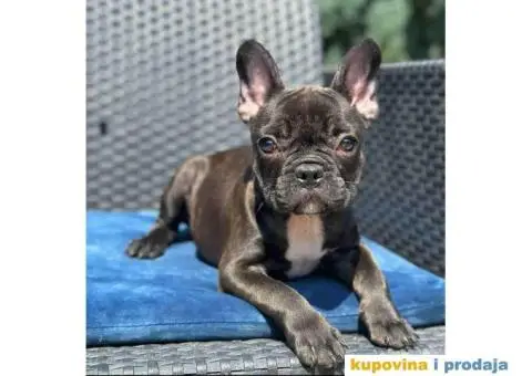 U ponudi FRANCUSKI BULDOG star 2,5 m - 2/6