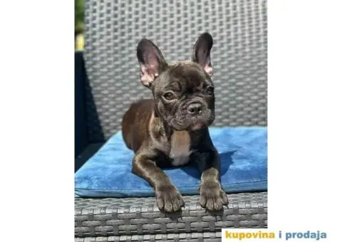 U ponudi FRANCUSKI BULDOG star 2,5 m - 3/6
