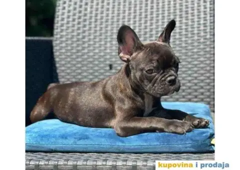 U ponudi FRANCUSKI BULDOG star 2,5 m - 4/6