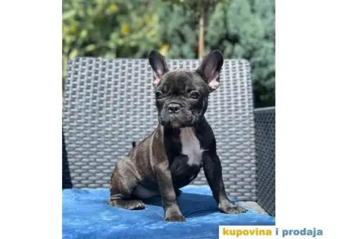 U ponudi FRANCUSKI BULDOG star 2,5 m - 5/6