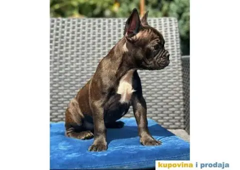 U ponudi FRANCUSKI BULDOG star 2,5 m - 6/6
