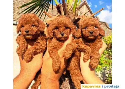 Stenci toy crvenih PUDLICA vrhunskog kvaliteta - 2/6