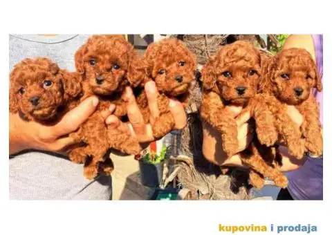 Stenci toy crvenih PUDLICA vrhunskog kvaliteta - 4/6