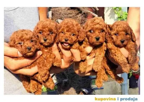 Toy crvene PUDLICE vrhunskog kvaliteta - 4/6