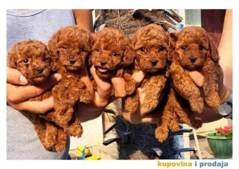 Toy crvene PUDLICE vrhunskog kvaliteta - 6/6