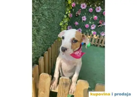 Americki Pit bul terijer stenci - 1/10