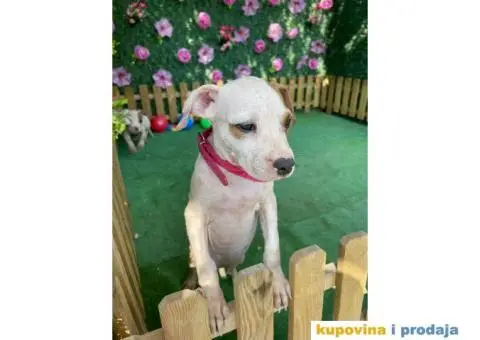 Americki Pit bul terijer stenci - 2/10