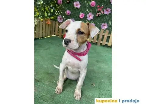 Americki Pit bul terijer stenci - 3/10