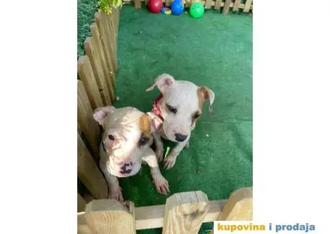 Americki Pit bul terijer stenci - 4/10