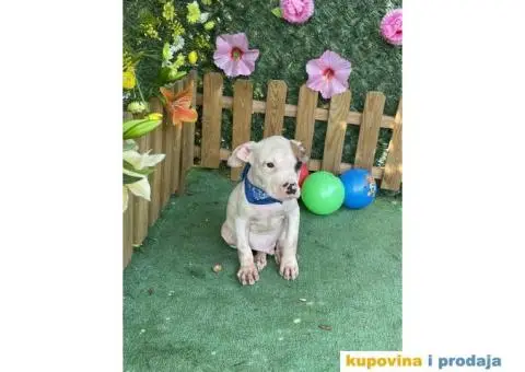 Americki Pit bul terijer stenci - 5/10