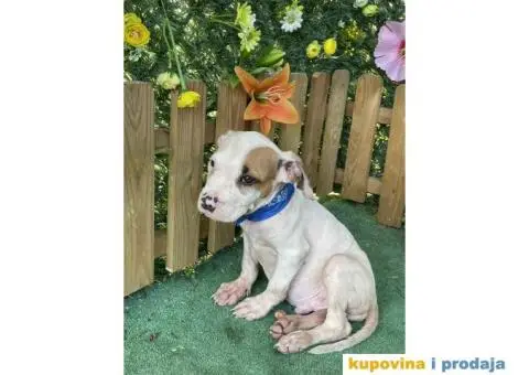 Americki Pit bul terijer stenci - 6/10