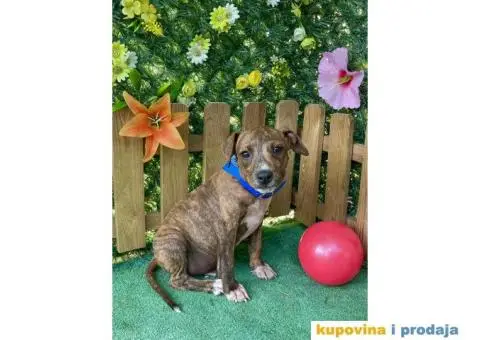 Americki Pit bul terijer stenci - 7/10