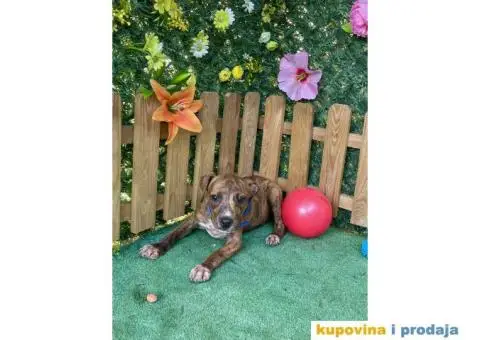 Americki Pit bul terijer stenci - 8/10