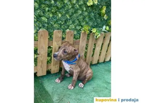 Americki Pit bul terijer stenci - 9/10