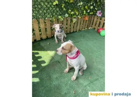 Americki Pit bul terijer stenci - 10/10