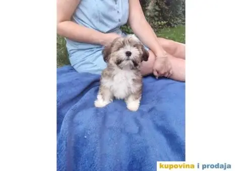 Havanski bišon štenci - 1/10