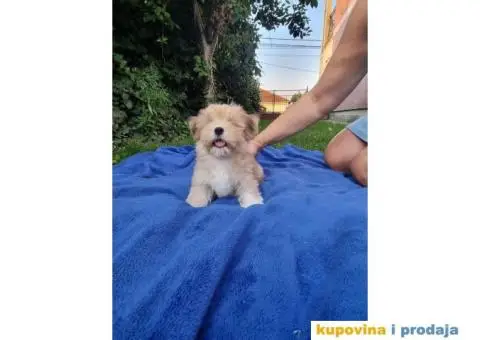 Havanski bišon štenci - 9/10