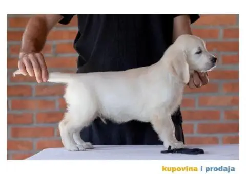 Zlatni Retriver štenci - 3/14