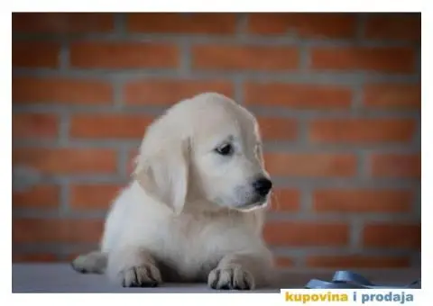 Zlatni Retriver štenci - 4/14