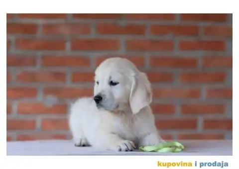 Zlatni Retriver štenci - 5/14