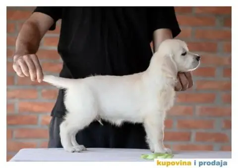 Zlatni Retriver štenci - 6/14