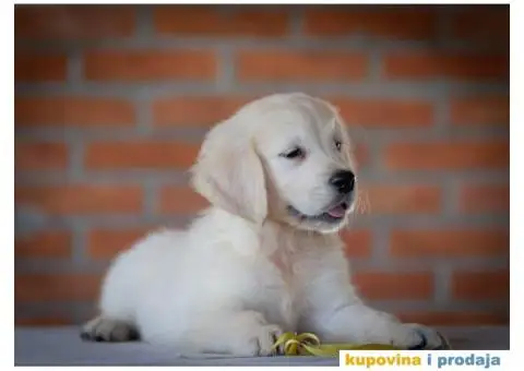Zlatni Retriver štenci - 7/14
