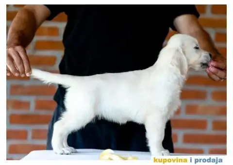 Zlatni Retriver štenci - 9/14