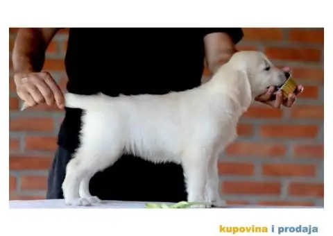 Zlatni Retriver štenci - 10/14