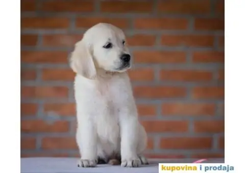 Zlatni Retriver štenci - 11/14