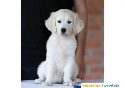 Zlatni Retriver štenci - 12/14