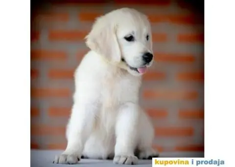 Zlatni Retriver štenci - 13/14