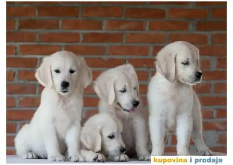 Zlatni Retriver štenci - 14/14
