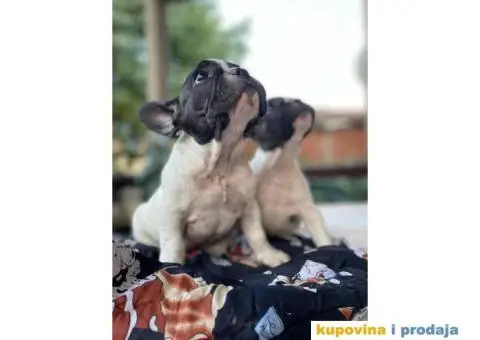 Francuski buldog štenci - 1/5