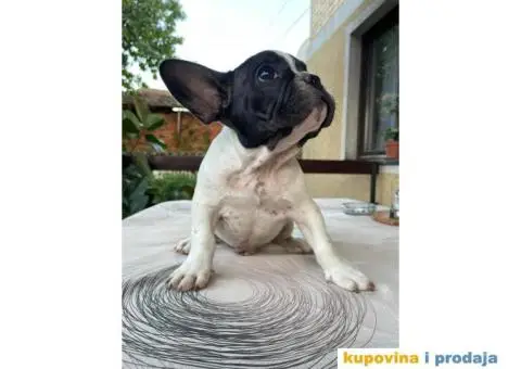 Francuski buldog štenci - 3/5